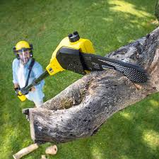 Best Commercial Tree Services  in Clearlake Riviera, CA