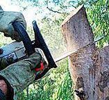 Best Stump Grinding and Removal  in Clearlake Riviera, CA