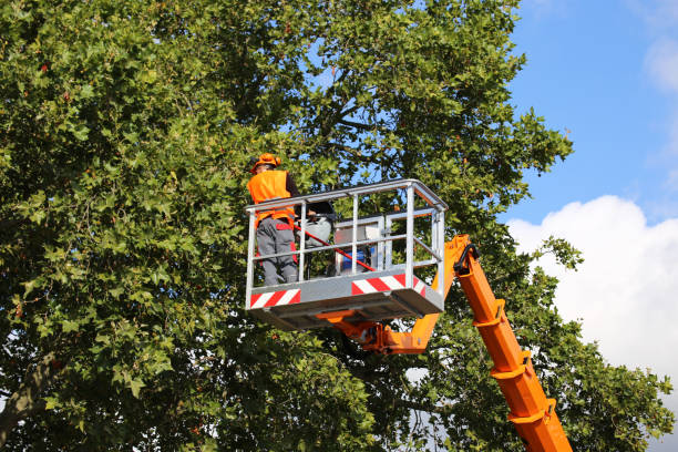 Best Palm Tree Trimming  in Clearlake Riviera, CA