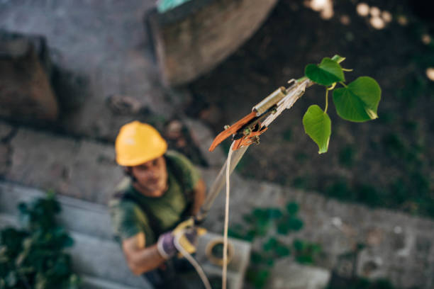 Best Emergency Tree Removal  in Clearlake Riviera, CA