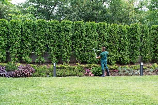 Best Lawn Maintenance Plans  in Clearlake Riviera, CA