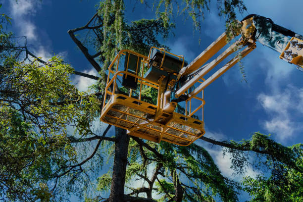 Best Tree Disease Treatment  in Clearlake Riviera, CA