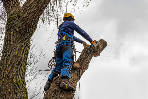 Best Tree Risk Assessment  in Clearlake Riviera, CA