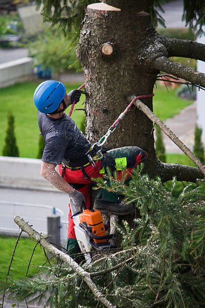 Leaf Removal in Clearlake Riviera, CA