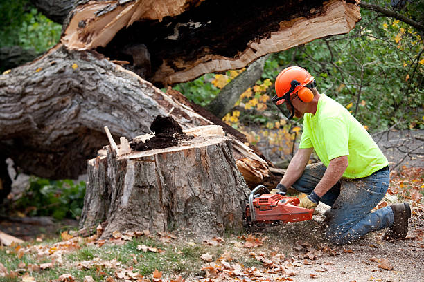 Best Tree and Shrub Care  in Clearlake Riviera, CA