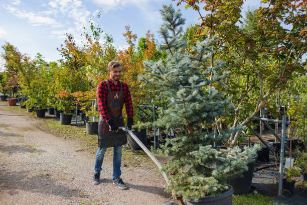 How Our Tree Care Process Works  in  Clearlake Riviera, CA