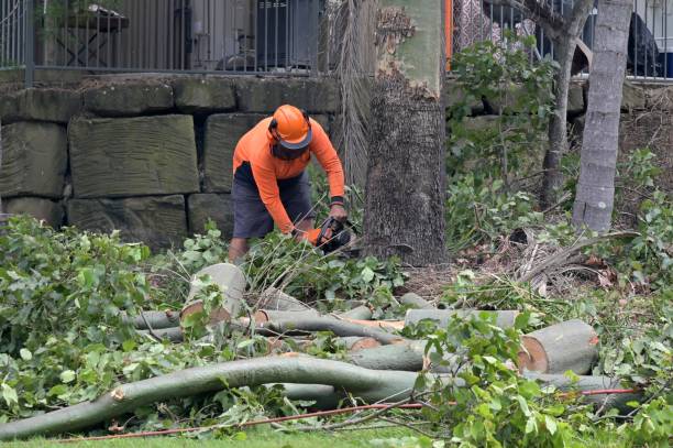 Professional Tree Removal in Clearlake Riviera, CA