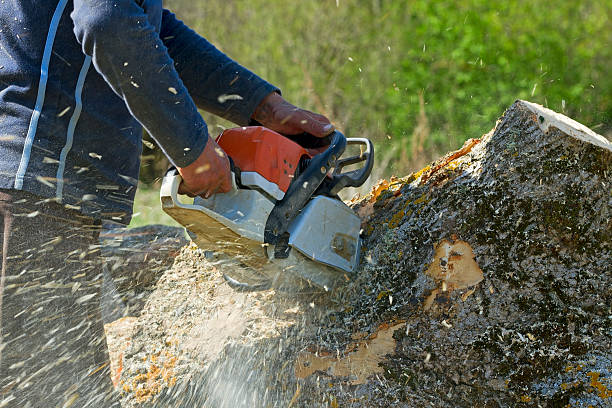 Best Fruit Tree Pruning  in Clearlake Riviera, CA