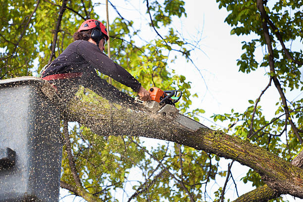 Best Utility Line Clearance  in Clearlake Riviera, CA