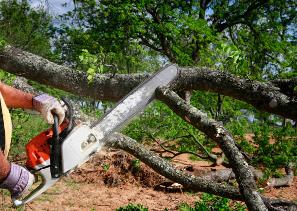 Best Lot and Land Clearing  in Clearlake Riviera, CA